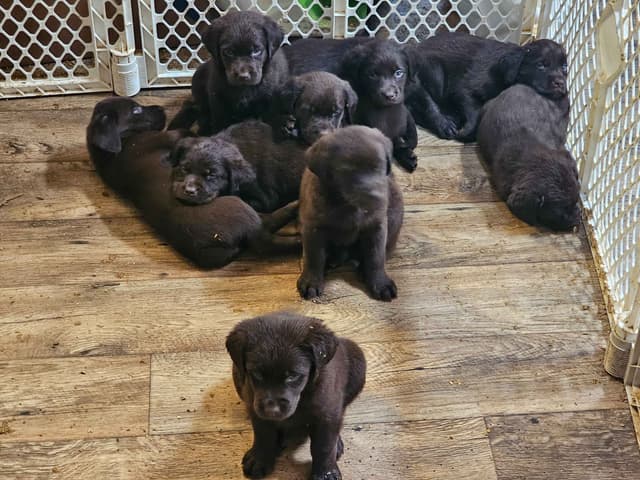 Labrador Retriever Puppies media 5