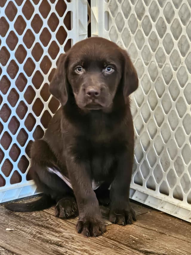 Labrador Retriever Puppies media 4