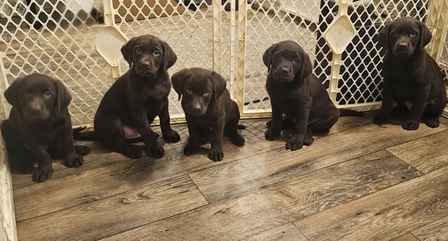 Labrador Retriever Puppies media 3
