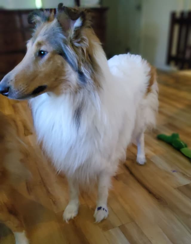 Collie Puppies media 2
