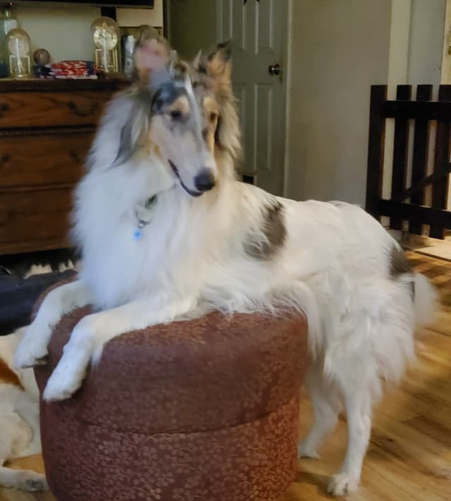 Collie Puppies media 3
