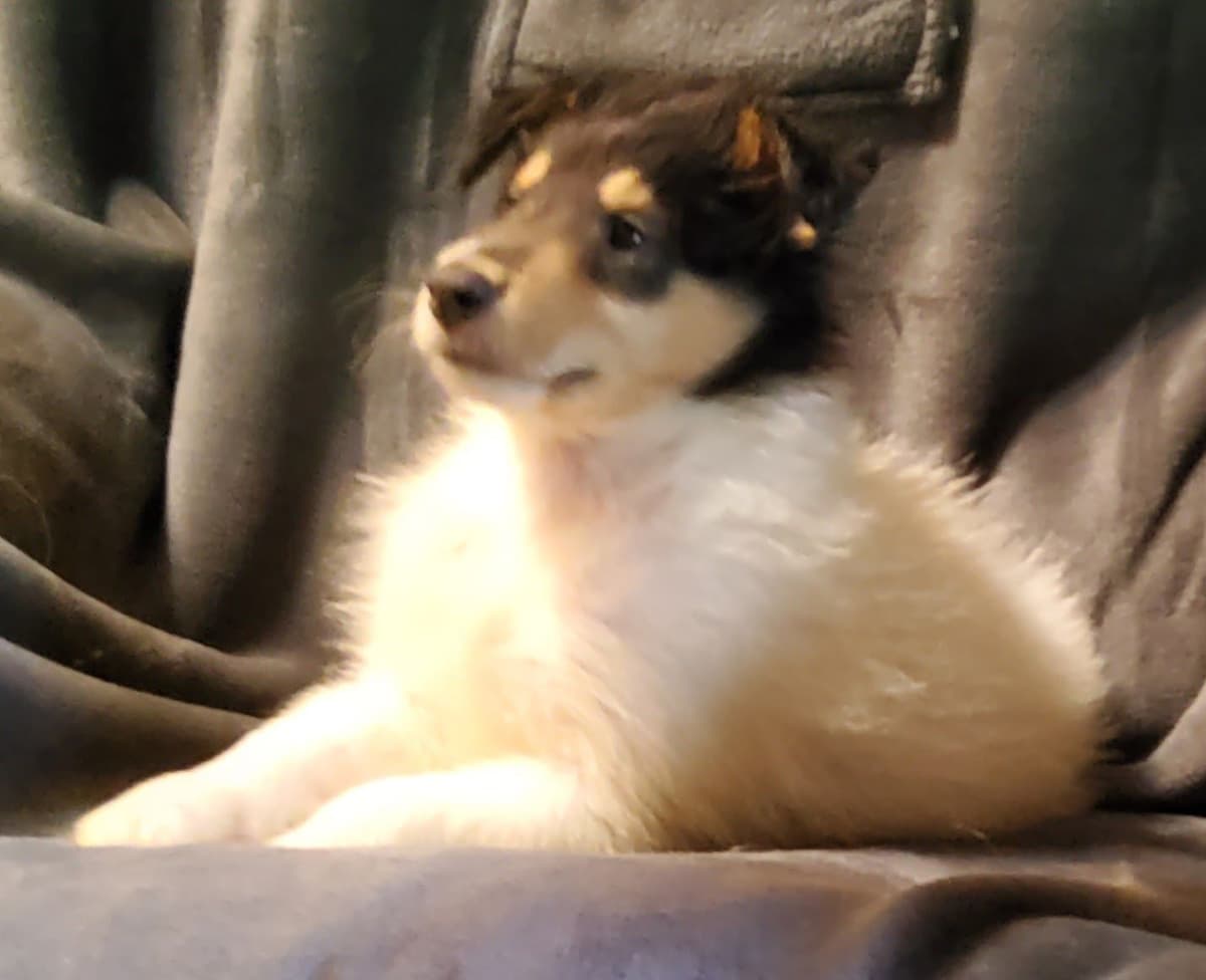 Collie Puppies breeder image 3