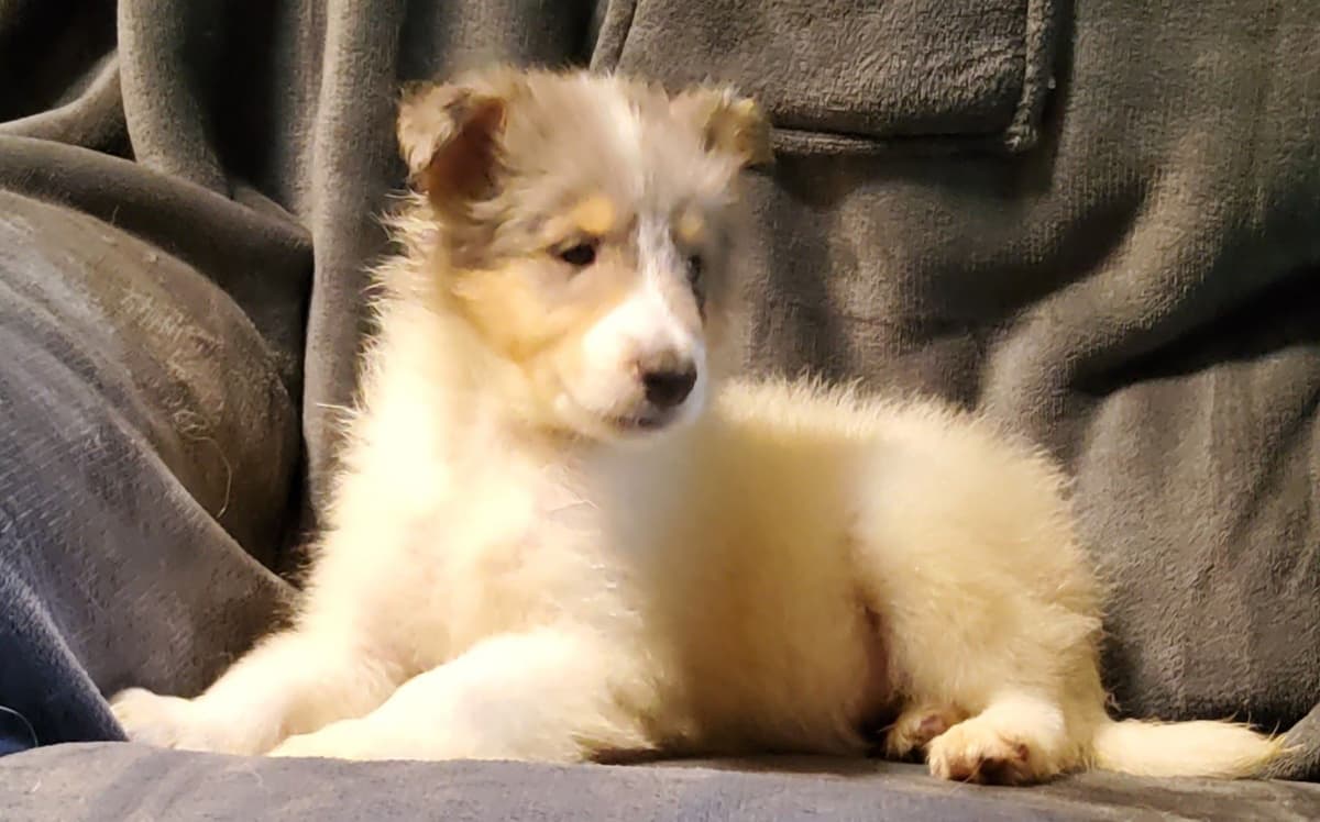 Collie Puppies breeder image 4