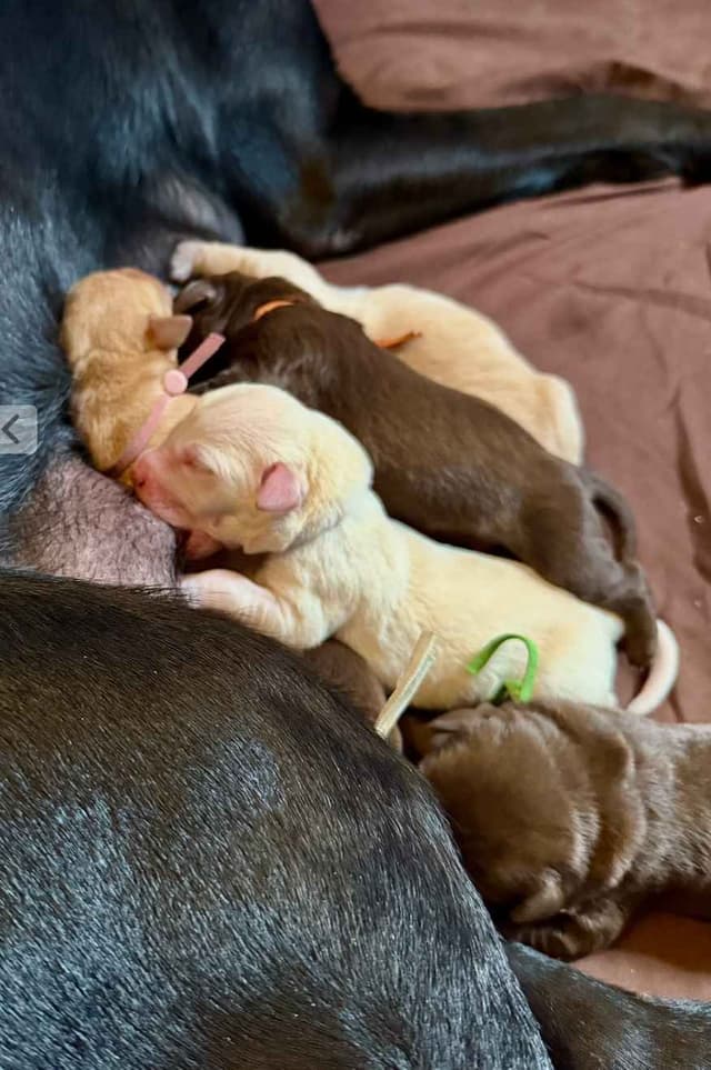 Labrador Retriever Puppies media 2