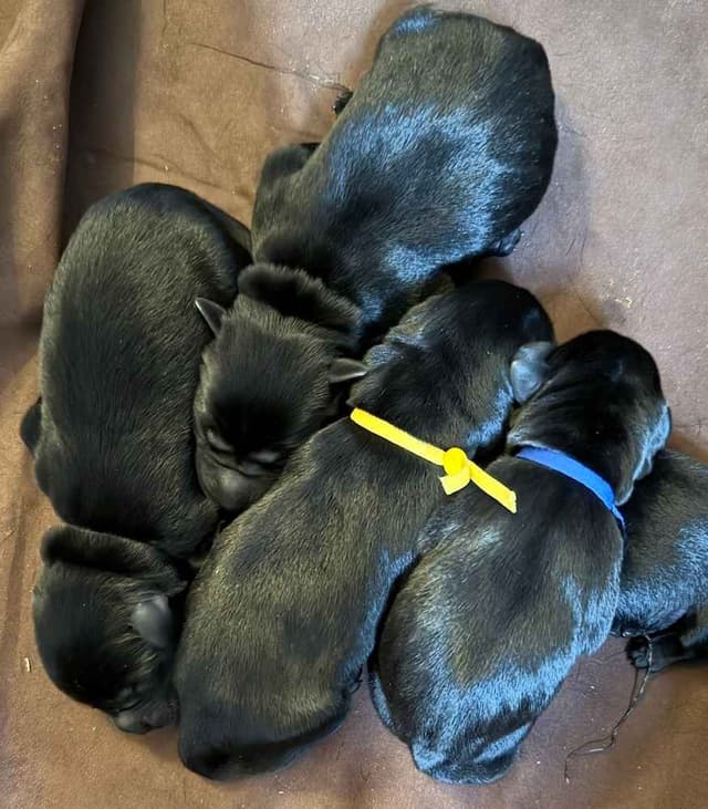 Labrador Retriever Puppies media 3