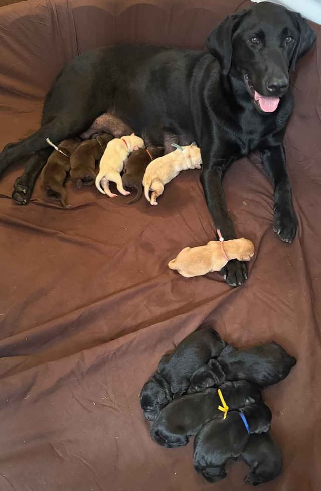 Labrador Retriever Puppies media 4