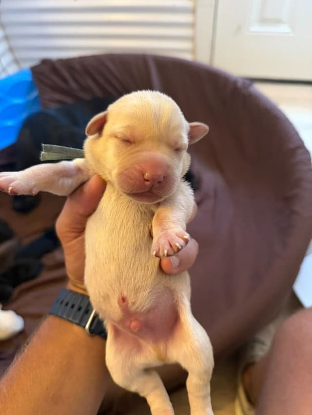 Labrador Retriever Puppies media 5