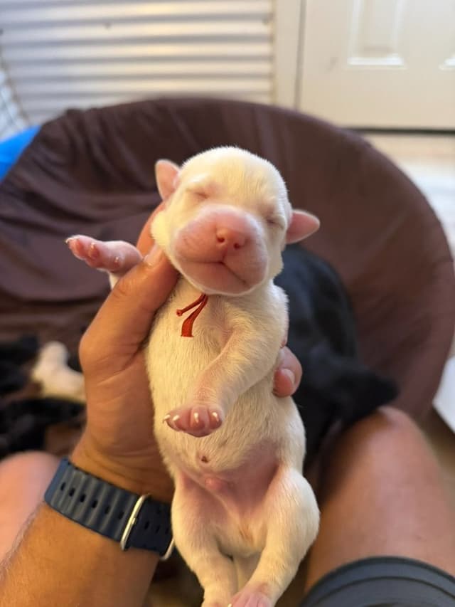 Labrador Retriever Puppies media 6
