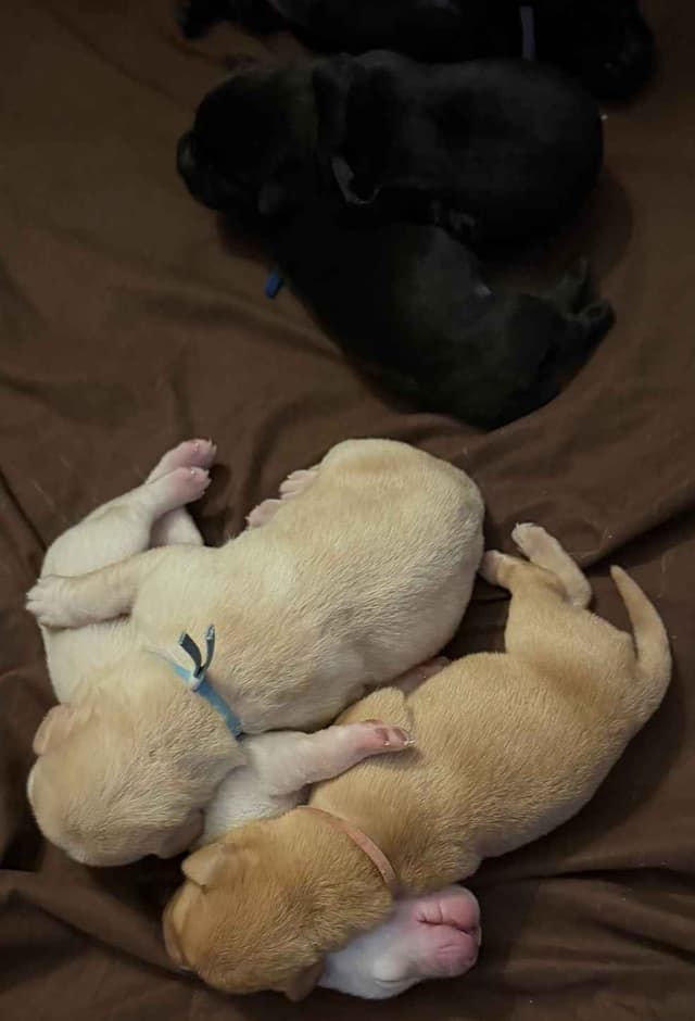 Labrador Retriever Puppies media 7
