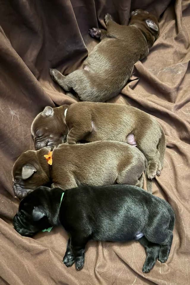 Labrador Retriever Puppies media 8