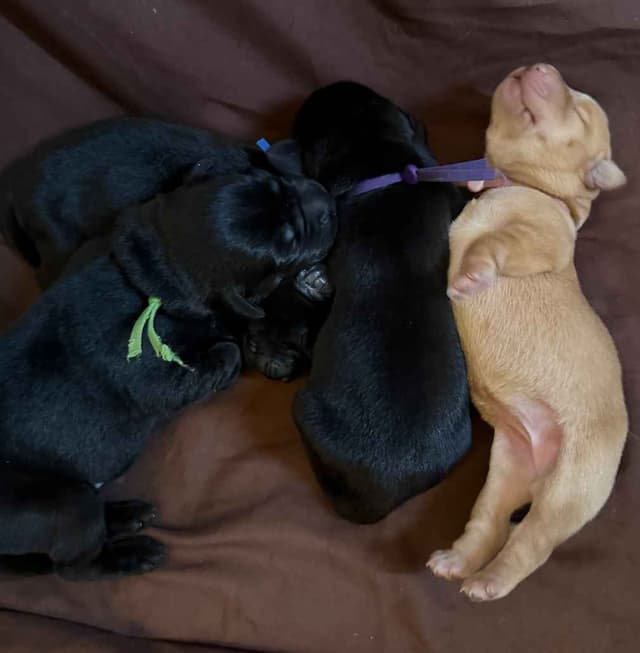 Labrador Retriever Puppies media 9