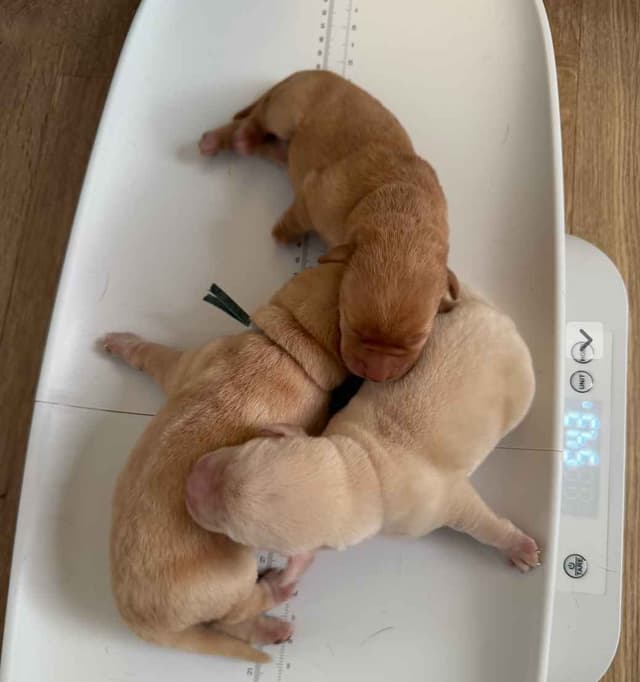 Labrador Retriever Puppies media 10
