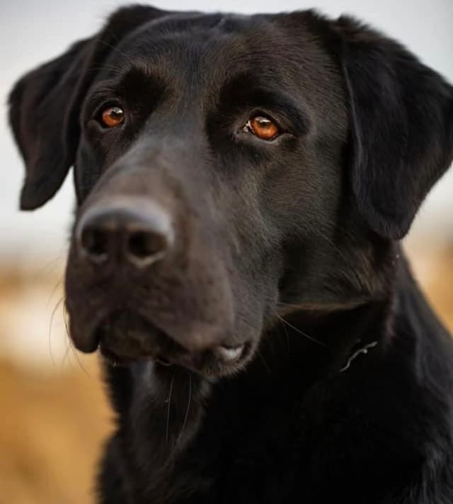 Labrador Retriever Puppies media 12