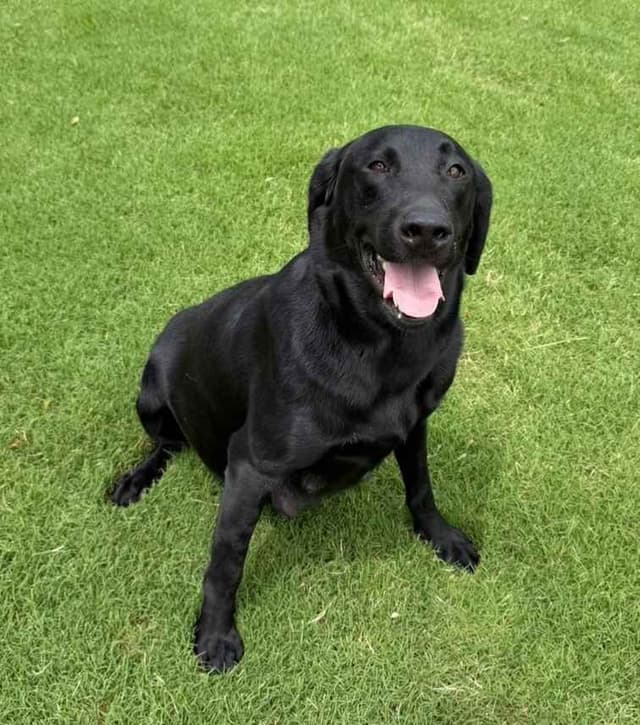 Labrador Retriever Puppies media 13
