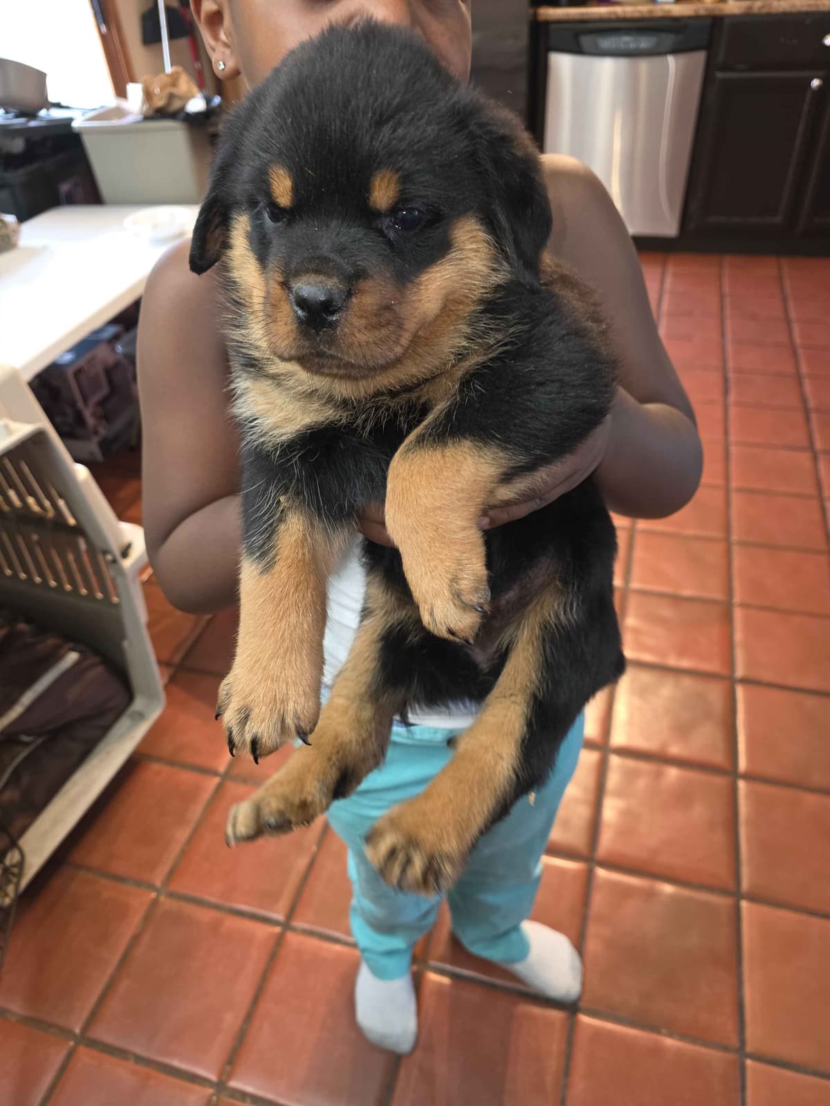 Rottweiler Puppies breeder image 1