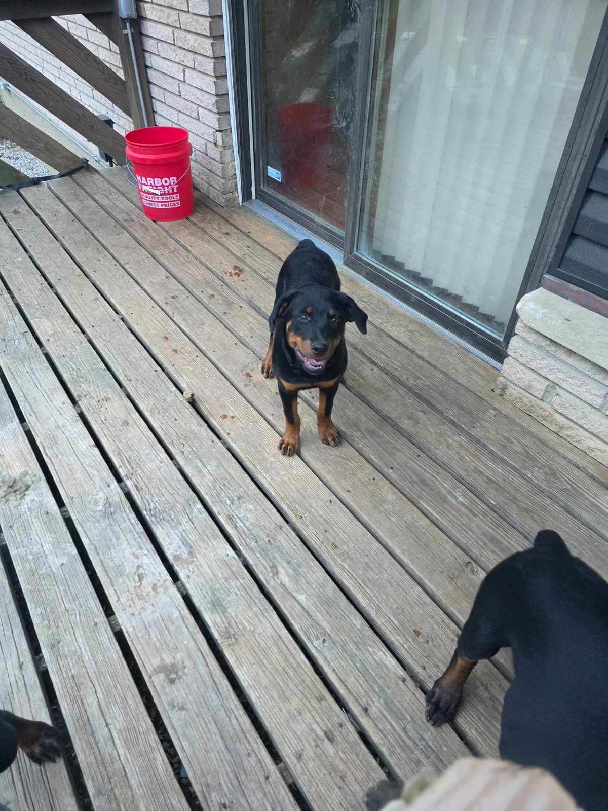 Rottweiler Puppies breeder image 4