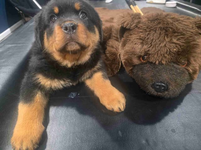Rottweiler Puppies media 3