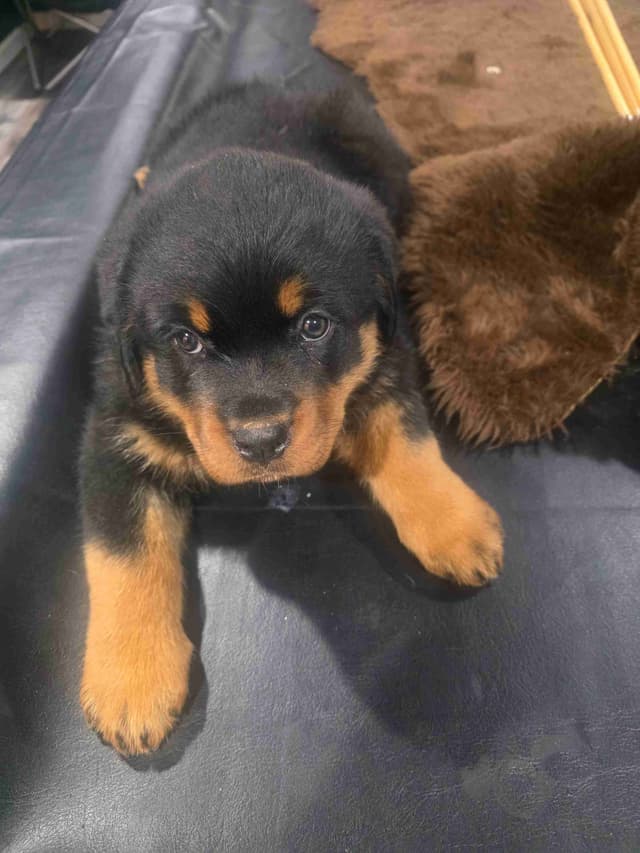Rottweiler Puppies media 4