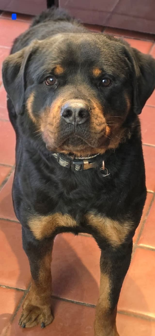 Rottweiler Puppies media 5