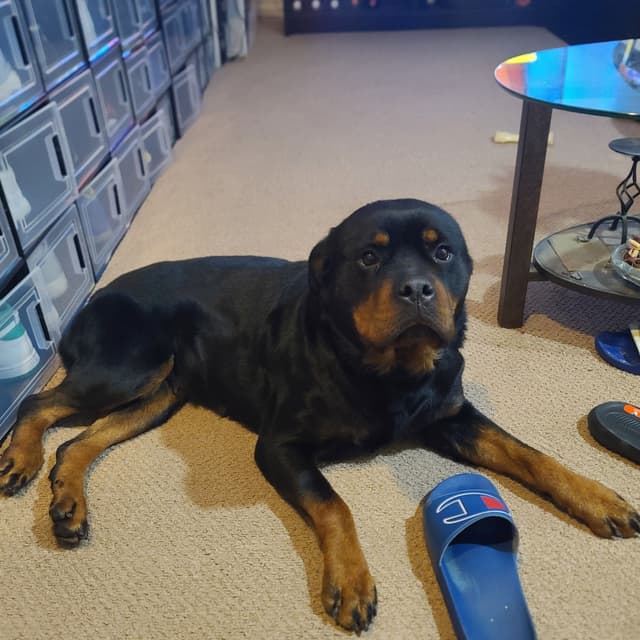 Rottweiler Puppies media 6