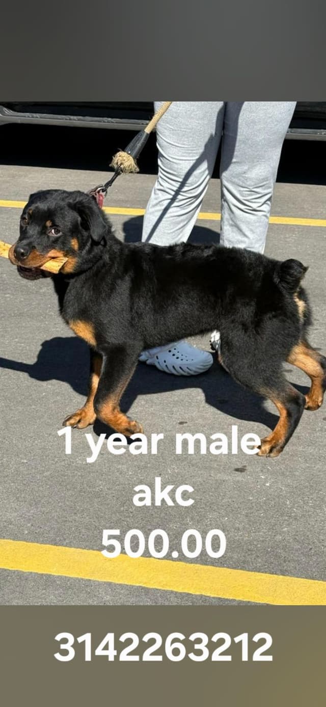 Rottweiler Puppies media 7