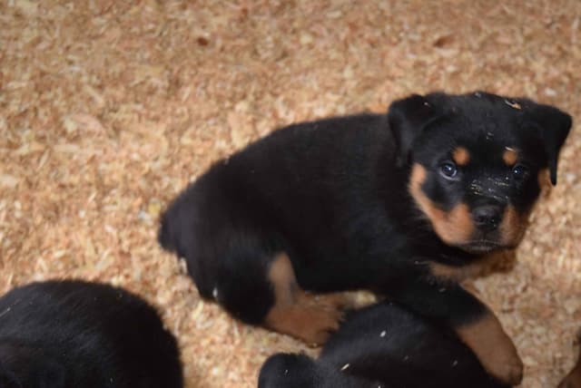 Rottweiler Puppies media 2
