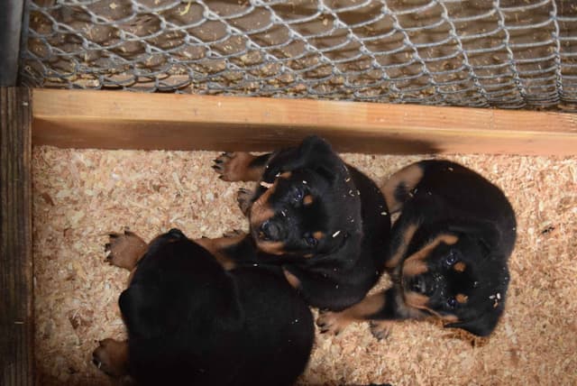 Rottweiler Puppies media 3