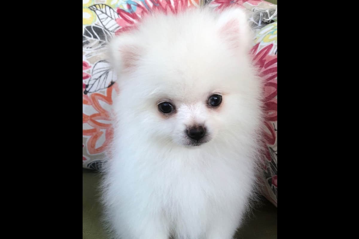 Pomeranian Puppies breeder image 6