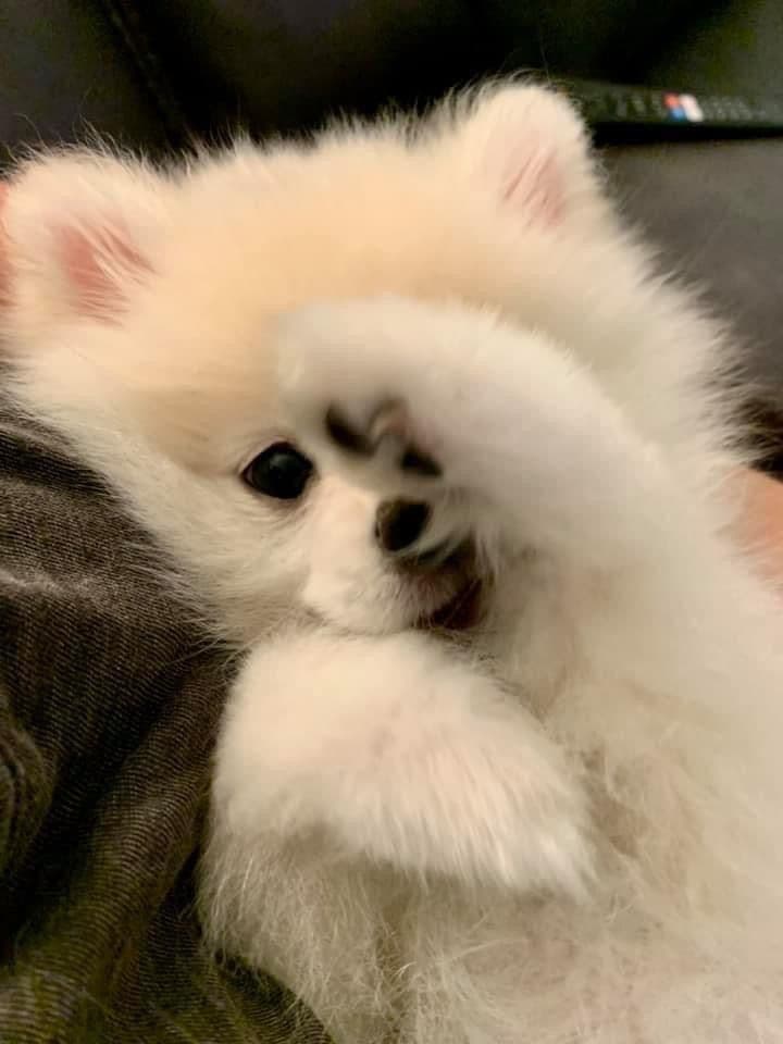 Pomeranian Puppies breeder image 8