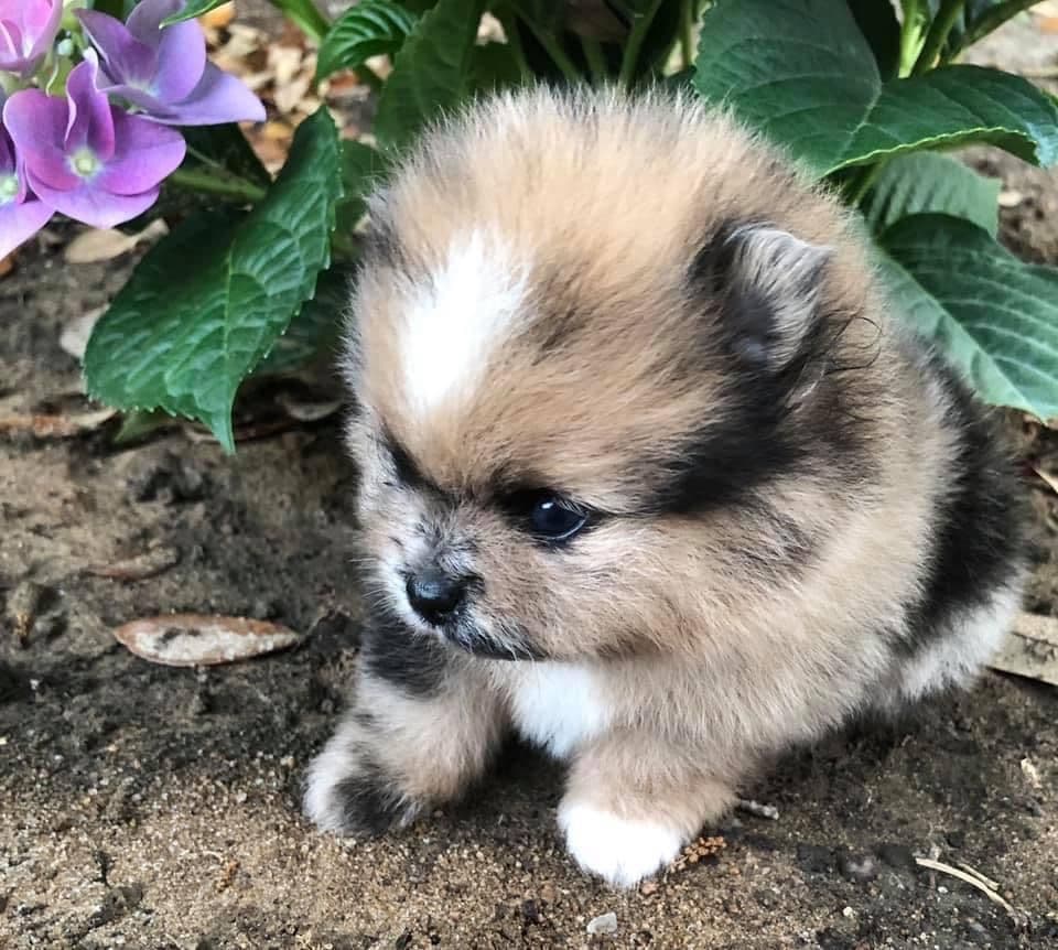 Pomeranian Puppies breeder image 9