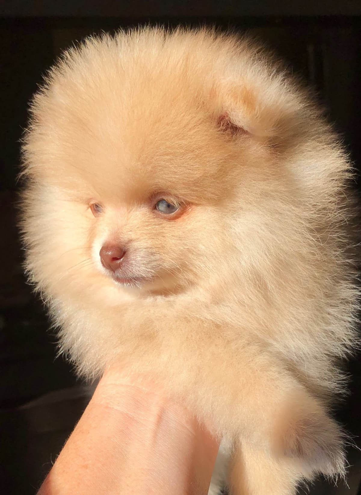 Pomeranian Puppies breeder image 4