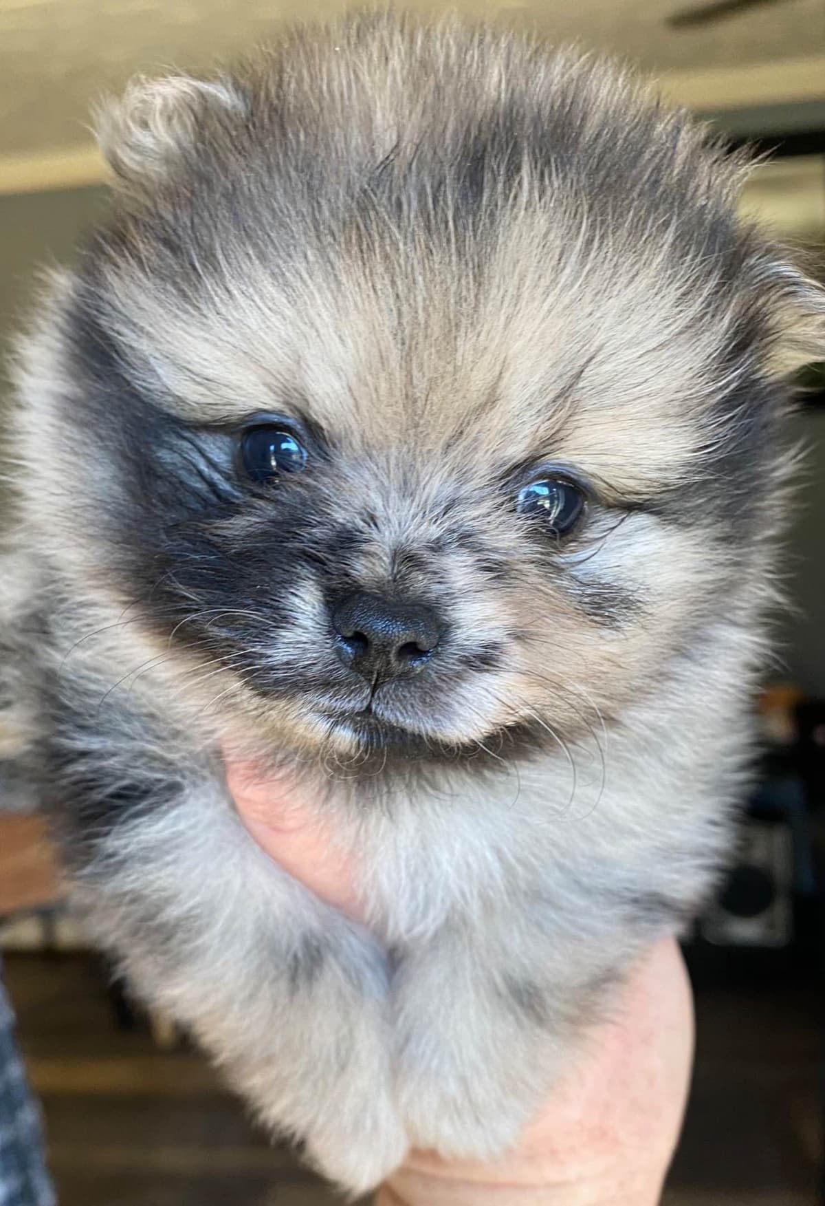 Pomeranian Puppies breeder image 11