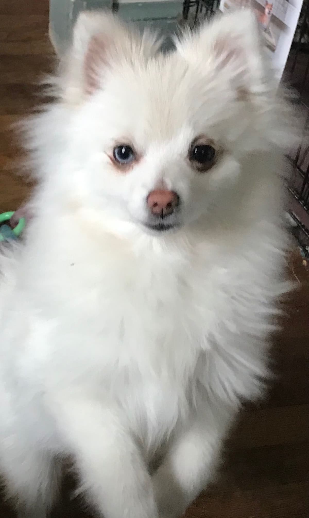 Pomeranian Puppies breeder image 10