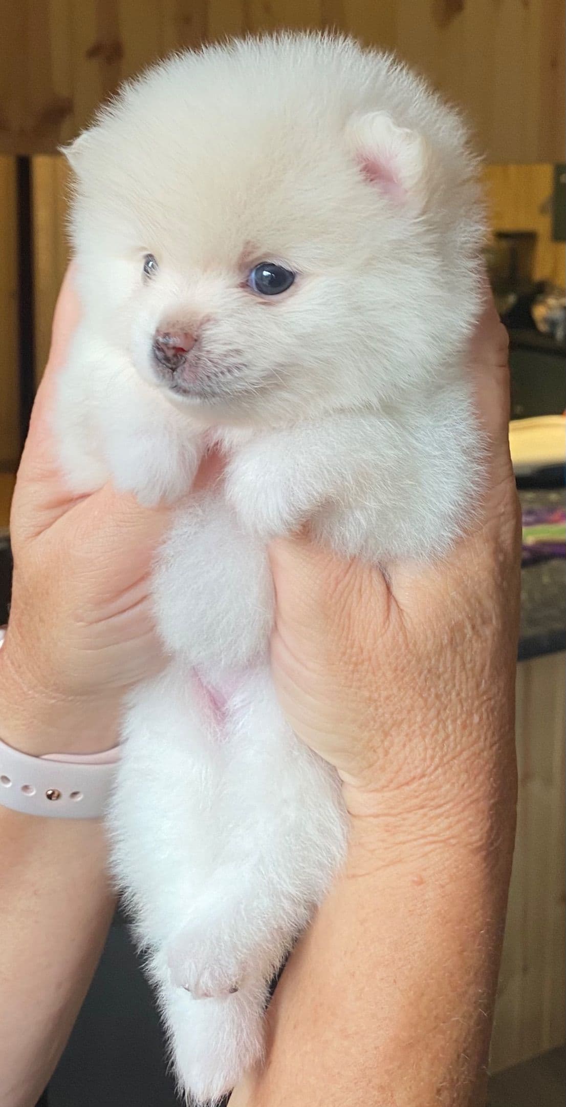 Pomeranian Puppies breeder image 12