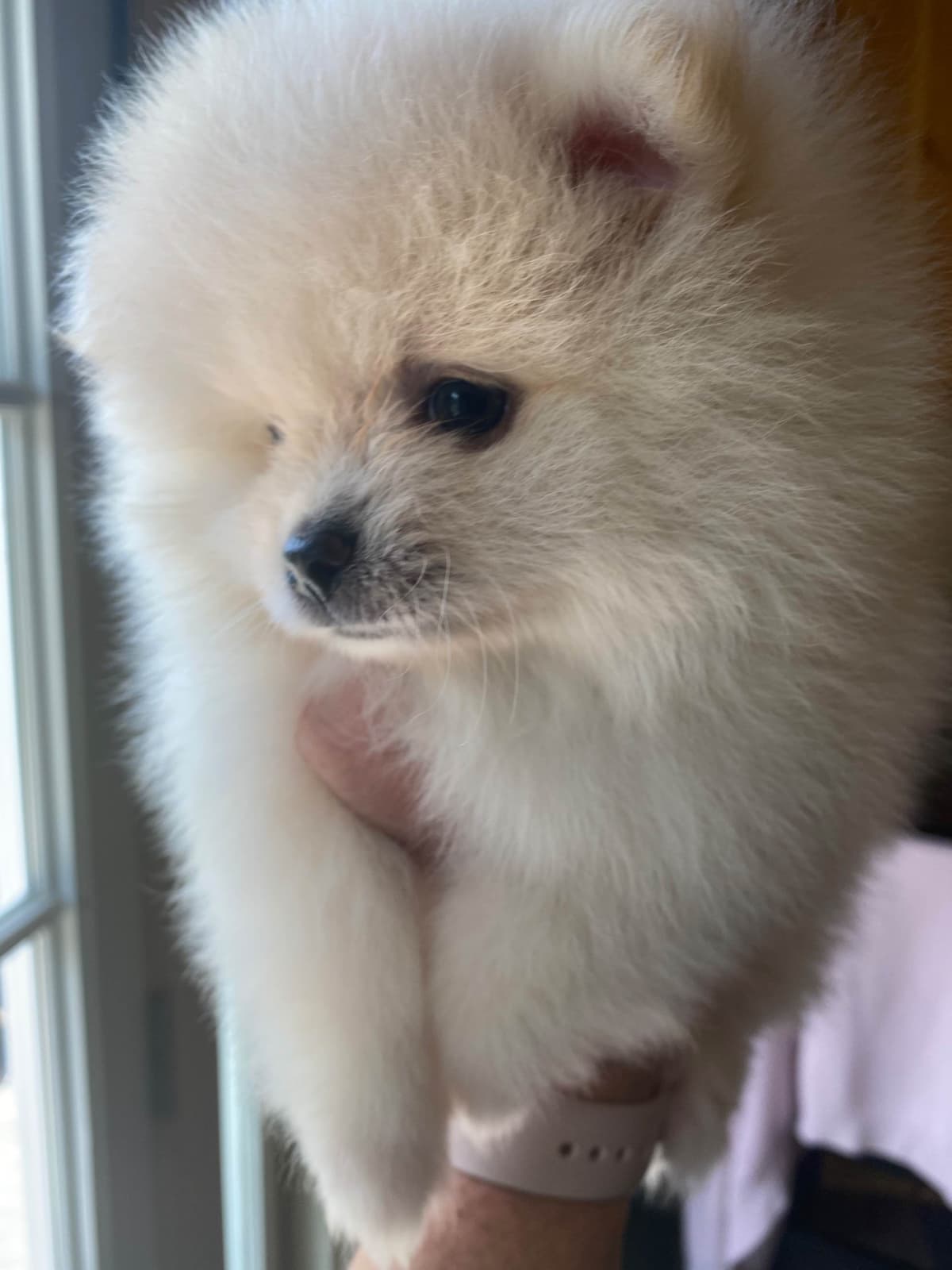 Pomeranian Puppies breeder image 13