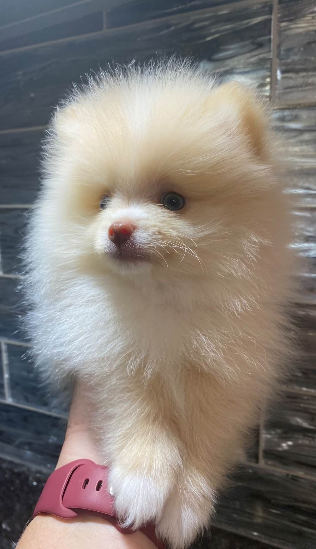 Pomeranian Puppies breeder image 3