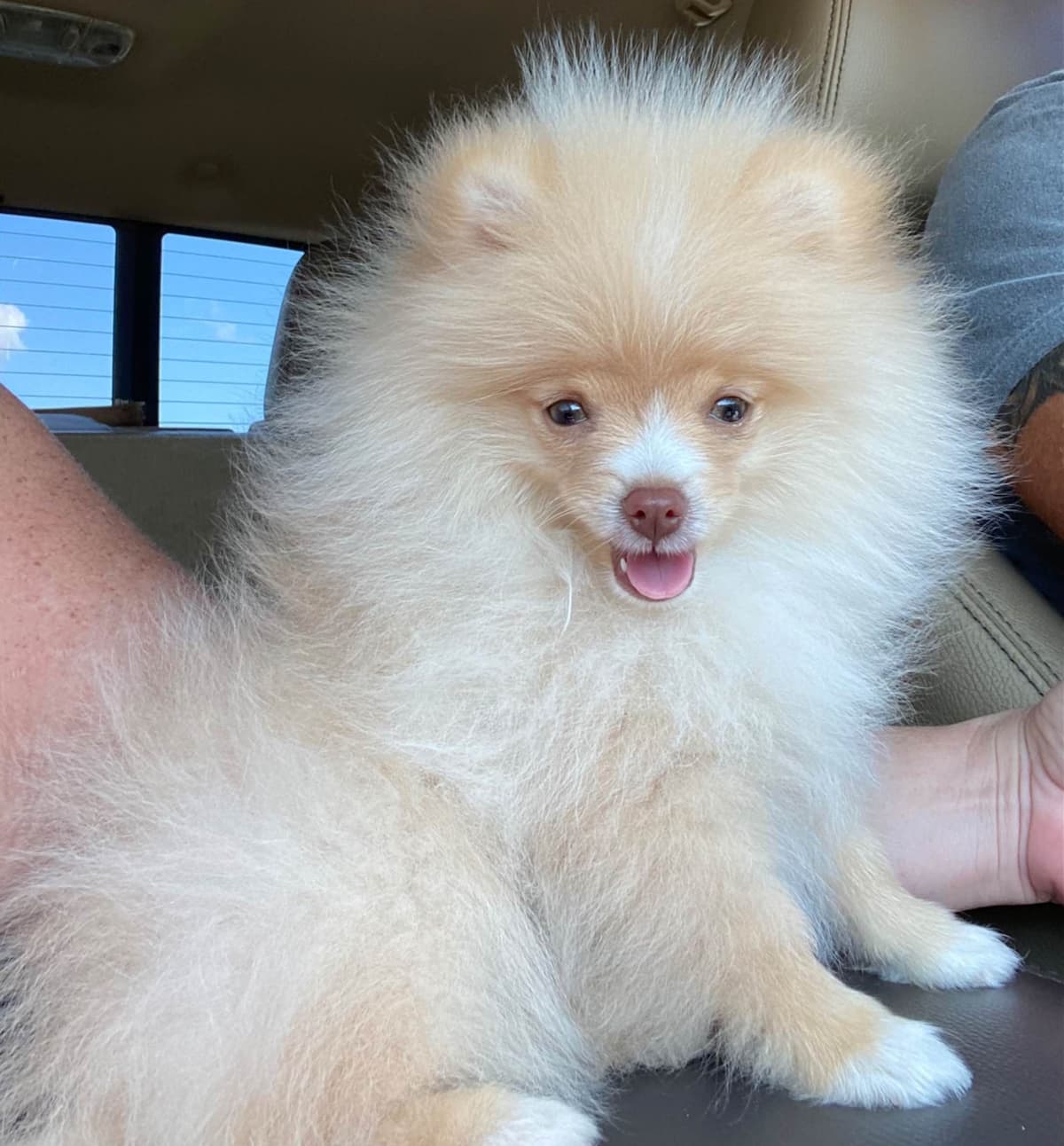 Pomeranian Puppies breeder image 1