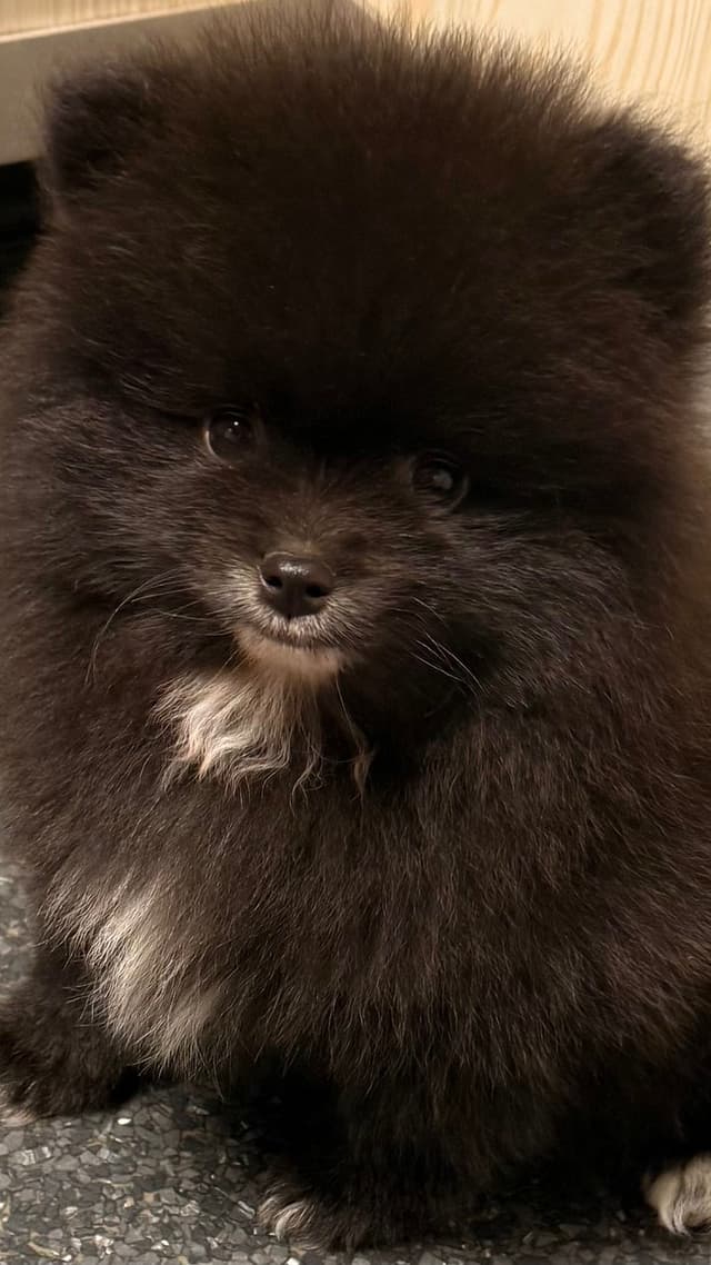 Pomeranian Puppies media 2