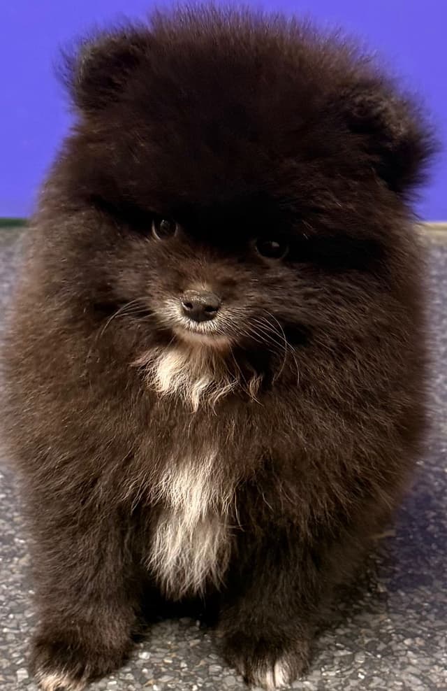 Pomeranian Puppies media 3