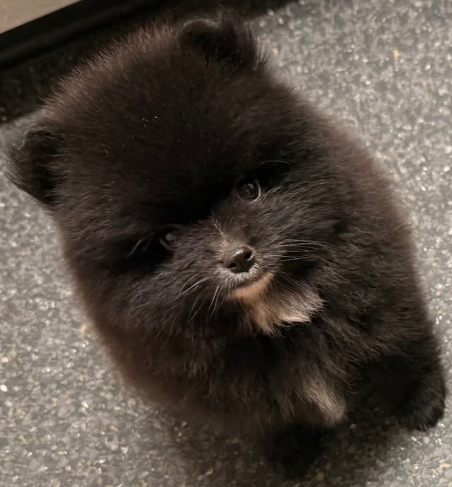 Pomeranian Puppies media 4