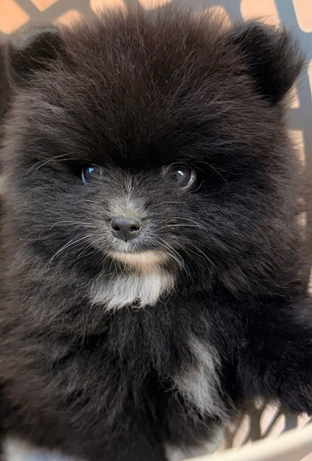 Pomeranian Puppies media 5