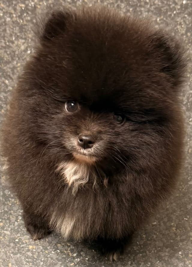 Pomeranian Puppies media 6