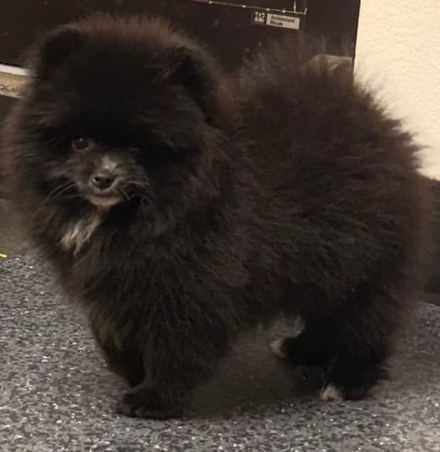 Pomeranian Puppies media 7