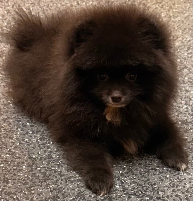 Pomeranian Puppies media 8