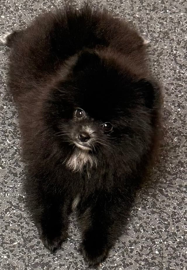 Pomeranian Puppies media 9