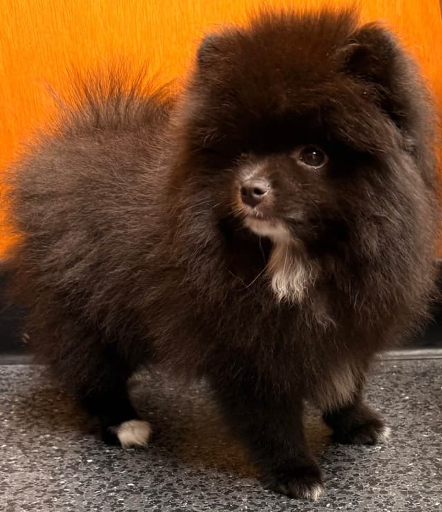 Pomeranian Puppies media 10