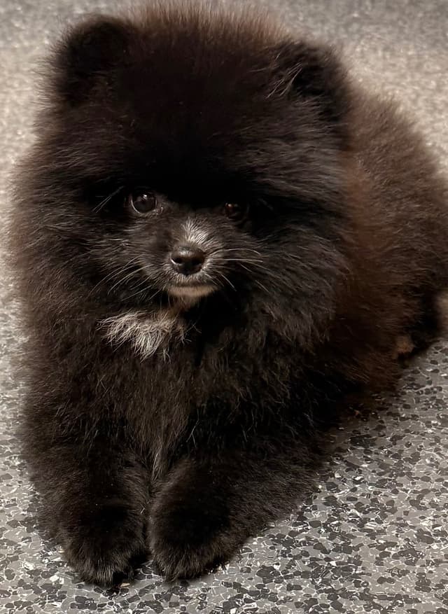 Pomeranian Puppies media 11