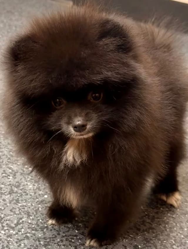 Pomeranian Puppies media 12