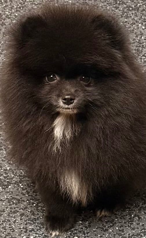 Pomeranian Puppies media 13