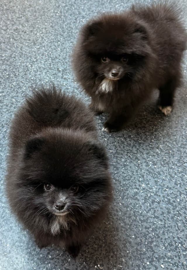 Pomeranian Puppies media 14